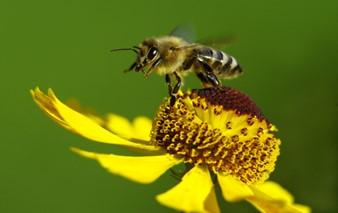 Bee on flower photo